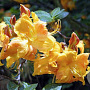 Rhododendron (AK) 'Klondyke' 40 cm 5,0L
