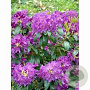 Rhododendron 'Lee's Dark Purple' 40 cm 5,0L