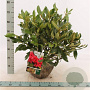 Rhododendron 'Nova Zembla' 50-60 cm met kluit