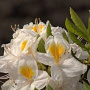 Rhododendron (AK) 'Persil' 40 cm 5,0L