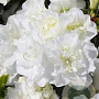 Rhododendron (AJ) Schneeperle 25 cm 2,5L