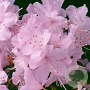 Rhododendron 'Snipe' 30 cm 5,0L
