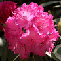 Rhododendron (Y) 'Tatjana' 25-30 cm 4,0L