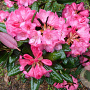 Rhododendron 'Wine and Roses' 30-40 cm 5,0L