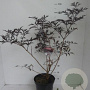 Sambucus nigra Black Lace 50-60 cm 7,5L