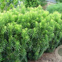 Cephalotaxus h. 'Fastigiata' 125-150 cm met kluit verplant