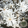 Magnolia stellata 'Royal Star' 180-200 cm met kluit verplant