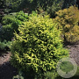 Picea orientalis 'Golden Start' 80-100 cm met kluit verplant