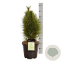 Pinus nigra 'Green Tower' 50 cm met kluit