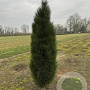 Pinus nigra 'Green Tower' 60-70 cm met kluit