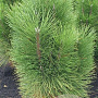 Pinus nigra 'Green Tower' 60-80 cm met kluit