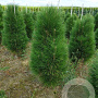 Pinus nigra 'Green Tower' 120-140 cm met kluit verplant