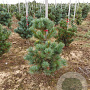 Pinus parv. 'Negishi' 40-50 cm met kluit