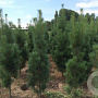 Pinus strobus 'Stowe Pillar' 50-60 cm met kluit
