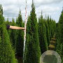 Thuja occ. 'Smaragd' 225-250 cm met kluit verplant