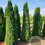 Thuja occ. 'Smaragd' 225-250 cm met kluit verplant