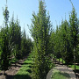 Carpinus betulus 400-450 cm draadkluit beveerd 