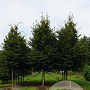 Carpinus betulus 20-25 HO draadkluit