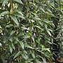 Clematis armandii 175-200 cm 7,5L