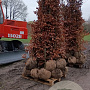 Fagus sylvatica 250-300 cm draadkluit beveerd 