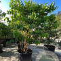 Heptacodium miconioides 200-250 cm container meerstammig