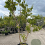 Heptacodium miconioides 200-250 cm container meerstammig