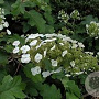 Hydrangea querc. 'Sike's Dwarf' GM C5