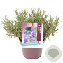 Lavandula ang. 'Hidcote' GM C3