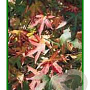Liquidambar s. 'Worplesdon' 12-14 HO container
