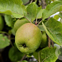 Malus Gemengd 40-50 HO draadkluit