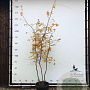 Parrotia persica 200-250 cm container meerstammig