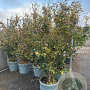 Parrotia persica 200-250 cm container meerstammig