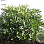 Rhododendron 'Cunningham's White' 60-80 cm met kluit