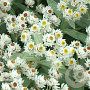 Anaphalis tripl. 'Sommerschnee' GM P9