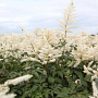 Astilbe (J) 'Washington' GM P9