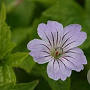 Geranium nodosum GMC1