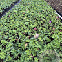 Geranium Rozanne GM P9