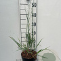 Panicum virgatum 'Heavy Metal' GM 2,0L