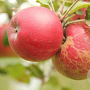Malus domestica 'Jonathan' 25-30 HO draadkluit