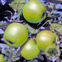 Malus domestica 'Lombarts Calville' 25-30 HO draadkluit
