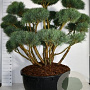 Pinus sylv. 'Watereri' 150-175 cm cont. 500L bonsai