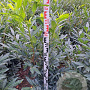 Prunus l. 'Herbergii' 125-150 cm met kluit