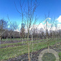Acer campestre 400-450 cm draadkluit meerstammig