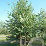 Betula nigra 600-700 cm draadkluit meerstammig