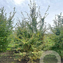 Carpinus betulus 450-500 cm draadkluit meerstammig
