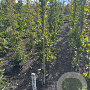 Fagus syl. 'Dawyck' 125-150 cm met kluit