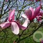 Magnolia 'Galaxy' 10-12 HO draadkluit