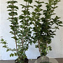 Viburnum opulus 100-125 cm 7,5L solitair