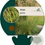 Stipa gigantea GM P9