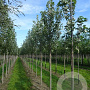 Acer freemanii 'Sienna' 14-16 HO draadkluit